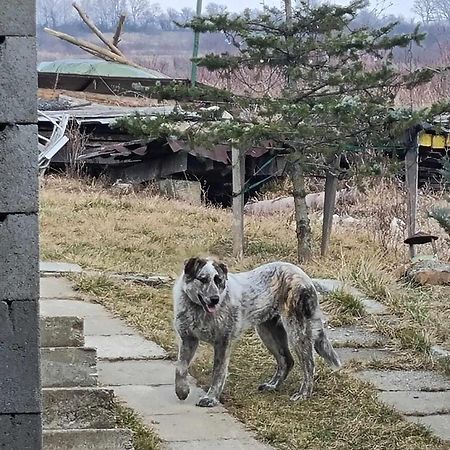 Pensiunea Agroturistica Casa Sirca Boghiş エクステリア 写真