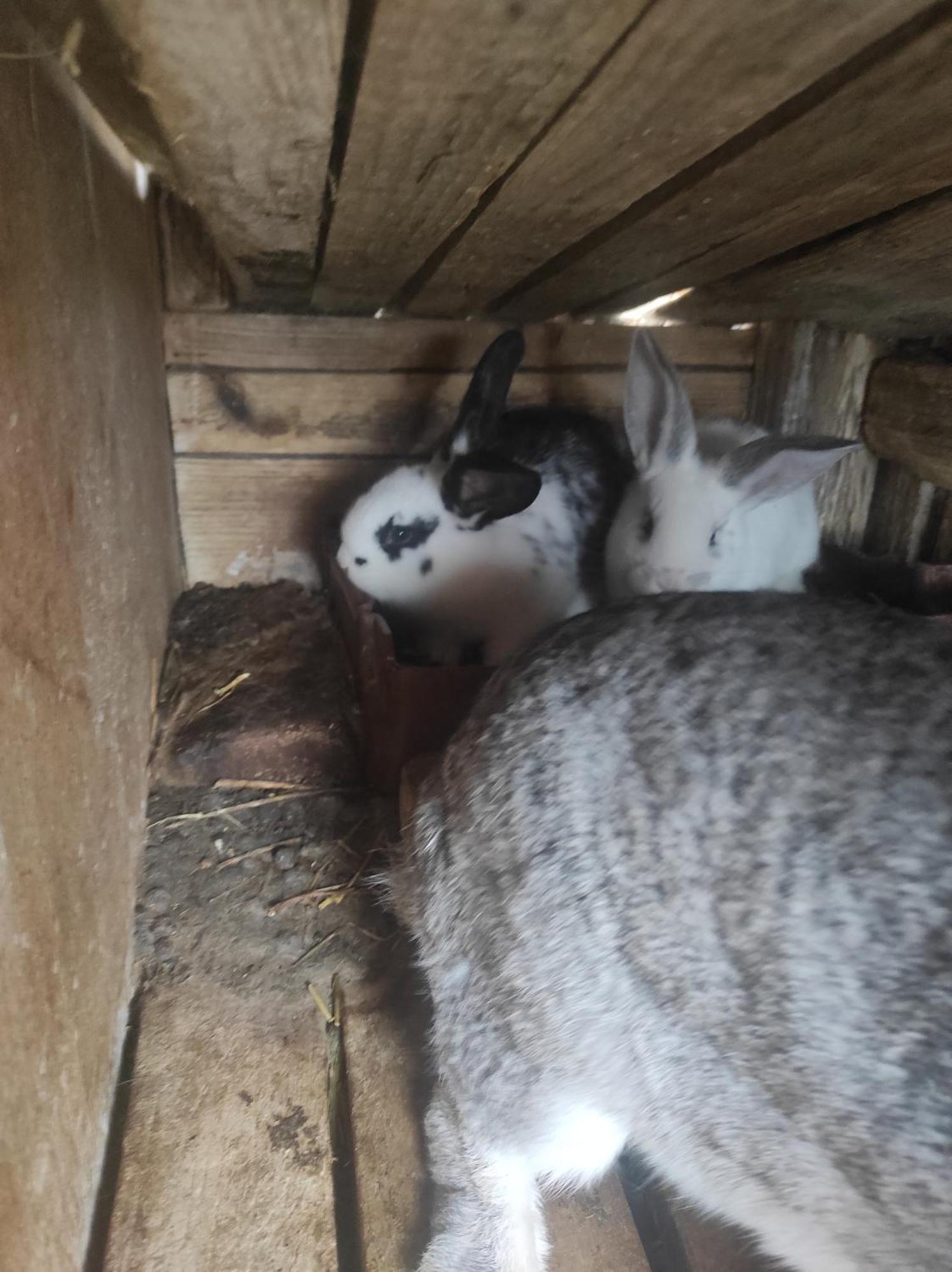 Pensiunea Agroturistica Casa Sirca Boghiş エクステリア 写真