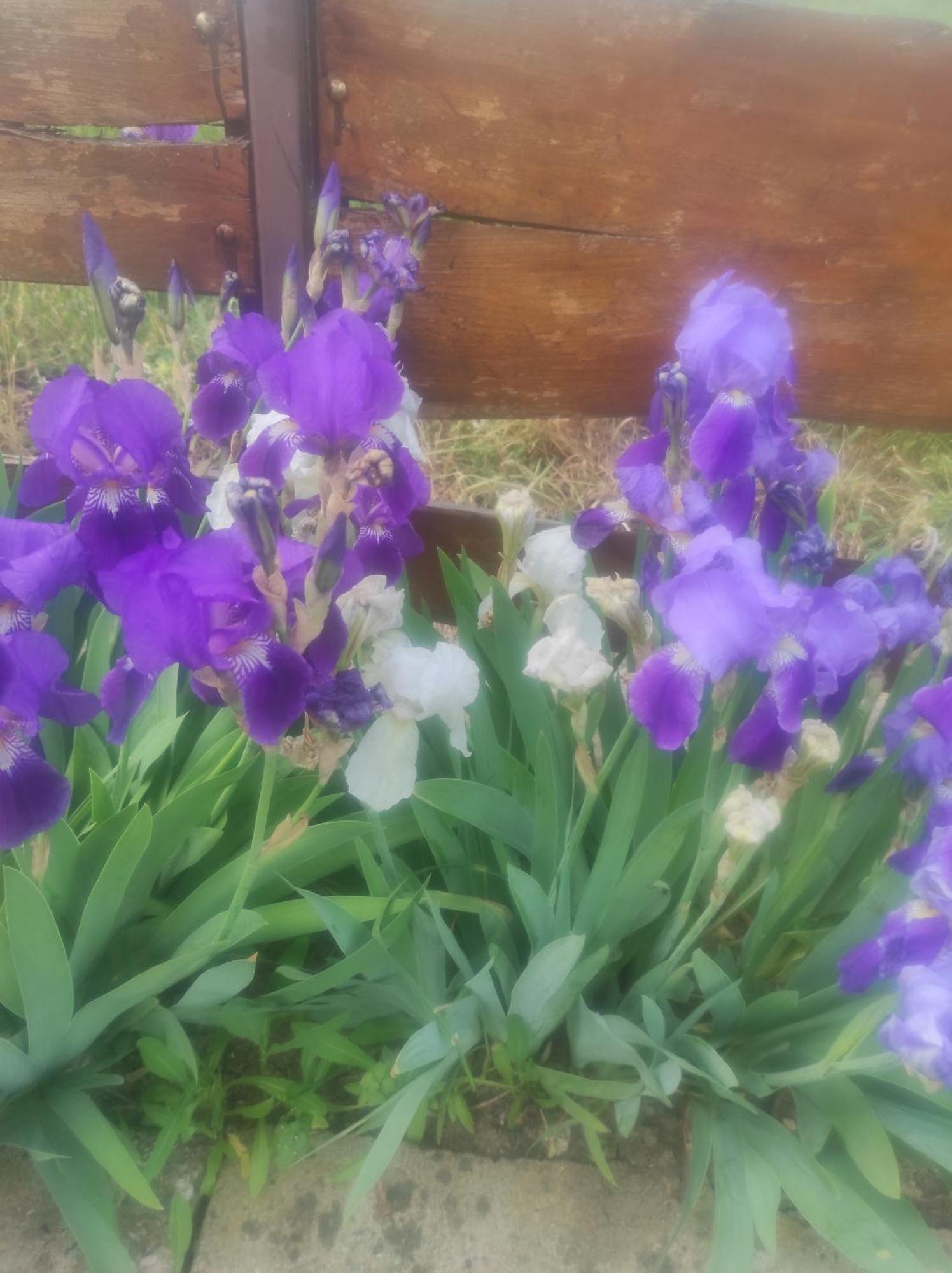Pensiunea Agroturistica Casa Sirca Boghiş エクステリア 写真